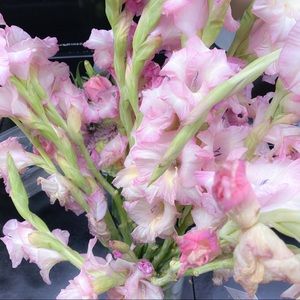 Meet your Posher, Liz